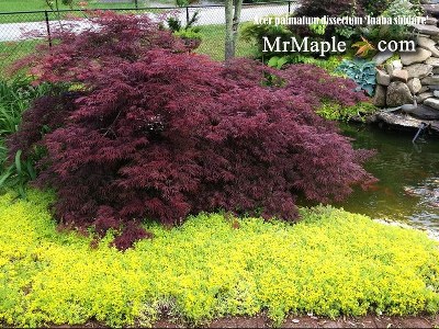 Buy Inaba shidare Japanese Maple Trees